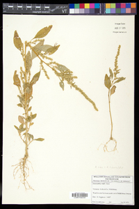 Amaranthus tuberculatus image