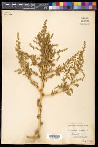 Amaranthus albus image