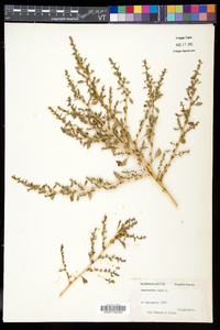 Amaranthus albus image