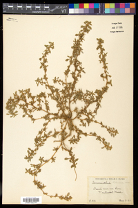 Amaranthus blitoides image