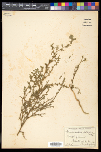 Amaranthus blitoides image