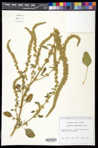 Amaranthus tuberculatus image