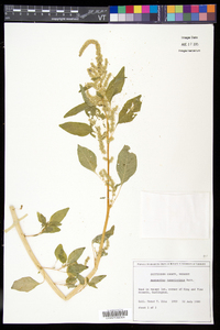 Amaranthus tuberculatus image