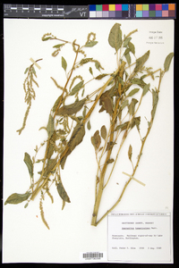 Amaranthus tuberculatus image