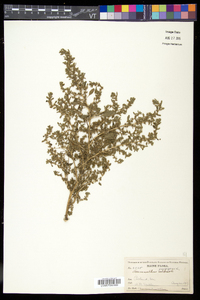 Amaranthus blitoides image