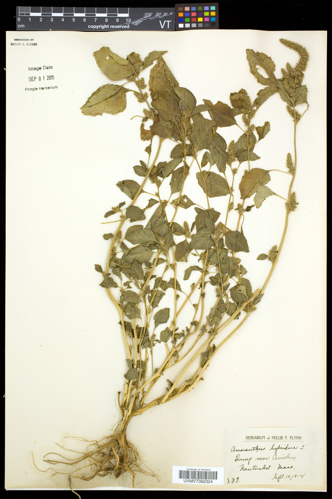 Amaranthus hybridus subsp. hybridus image