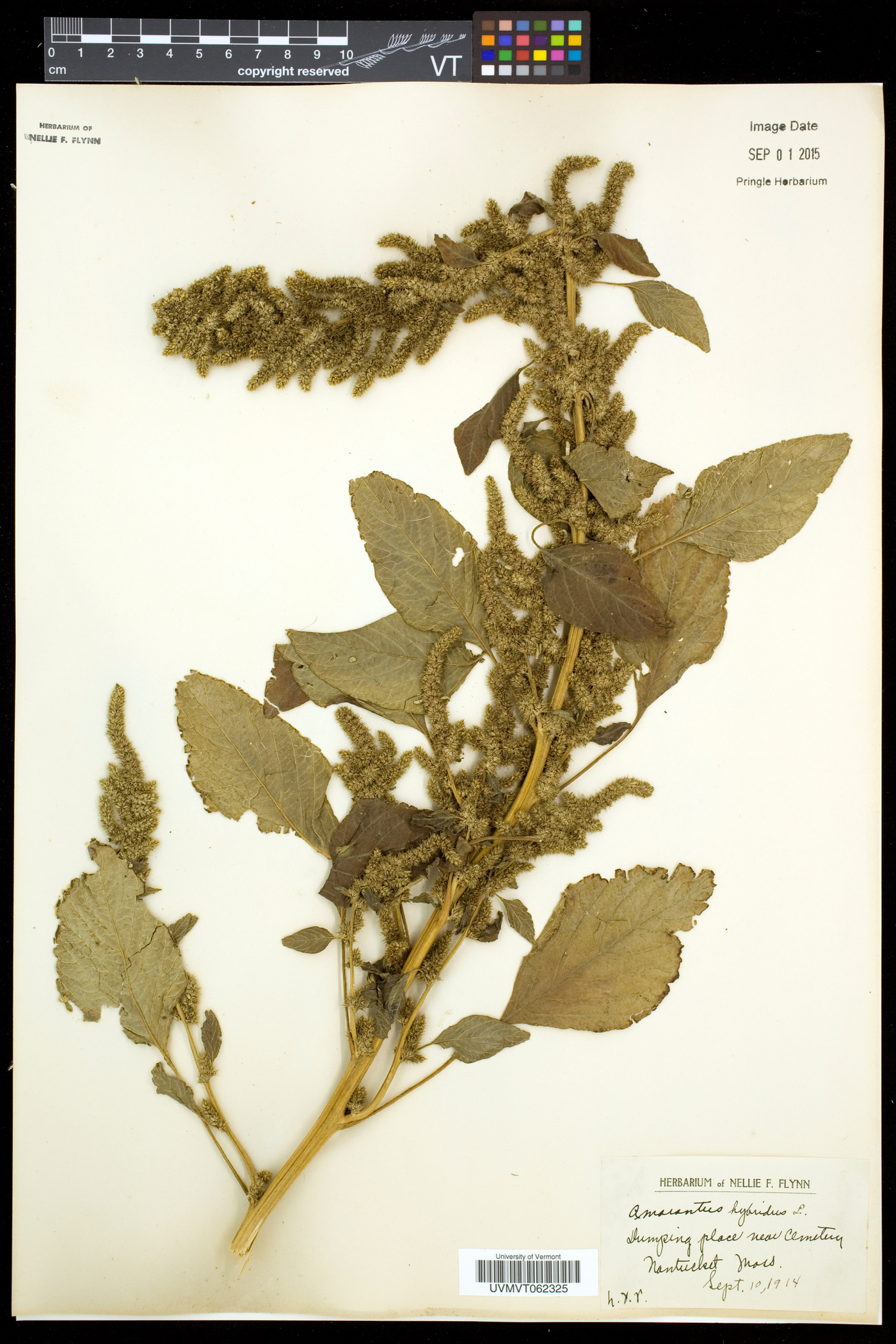 Amaranthus hybridus subsp. hybridus image