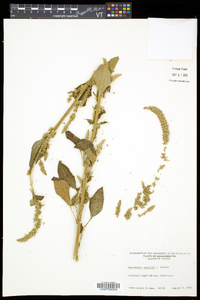 Amaranthus powellii subsp. powellii image