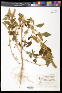 Amaranthus retroflexus image