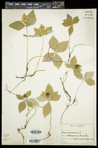 Cornus canadensis image