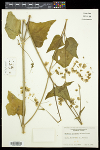 Mirabilis nyctaginea image