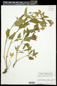 Mirabilis nyctaginea image