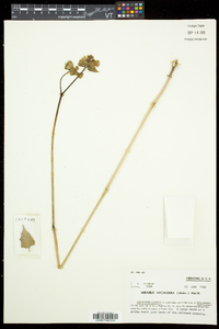 Mirabilis nyctaginea image