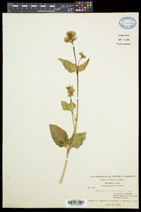 Mirabilis nyctaginea image