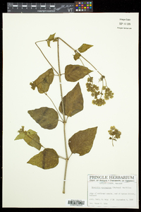 Mirabilis nyctaginea image