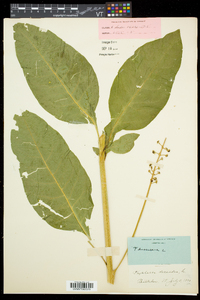 Phytolacca americana var. americana image