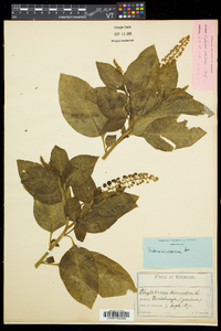 Phytolacca americana var. americana image