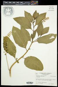 Phytolacca americana var. americana image