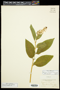 Phytolacca americana var. americana image