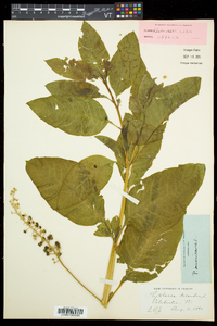 Phytolacca americana var. americana image