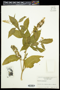 Phytolacca americana var. americana image