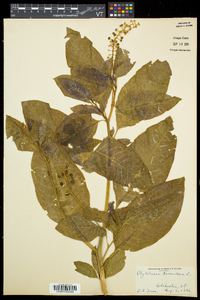 Phytolacca americana var. americana image