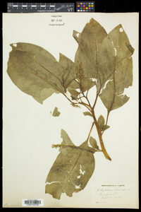 Phytolacca americana var. americana image