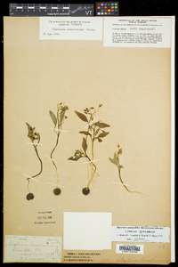 Claytonia caroliniana image