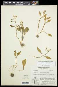 Claytonia caroliniana image