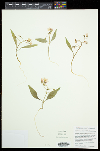 Claytonia caroliniana image