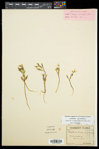 Claytonia caroliniana image