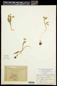 Claytonia caroliniana image