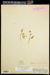 Claytonia caroliniana image