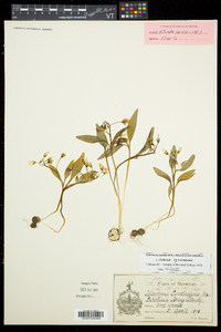 Claytonia caroliniana image