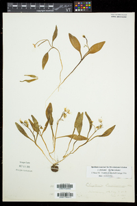 Claytonia caroliniana image