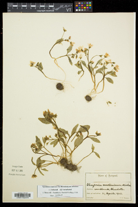 Claytonia caroliniana image