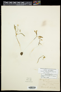 Claytonia caroliniana image