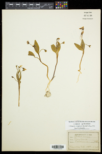 Claytonia caroliniana image