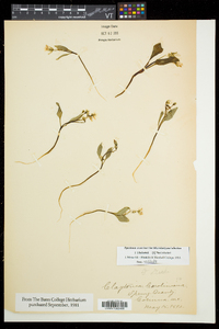 Claytonia caroliniana image