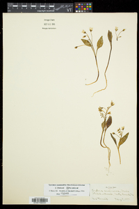 Claytonia caroliniana image