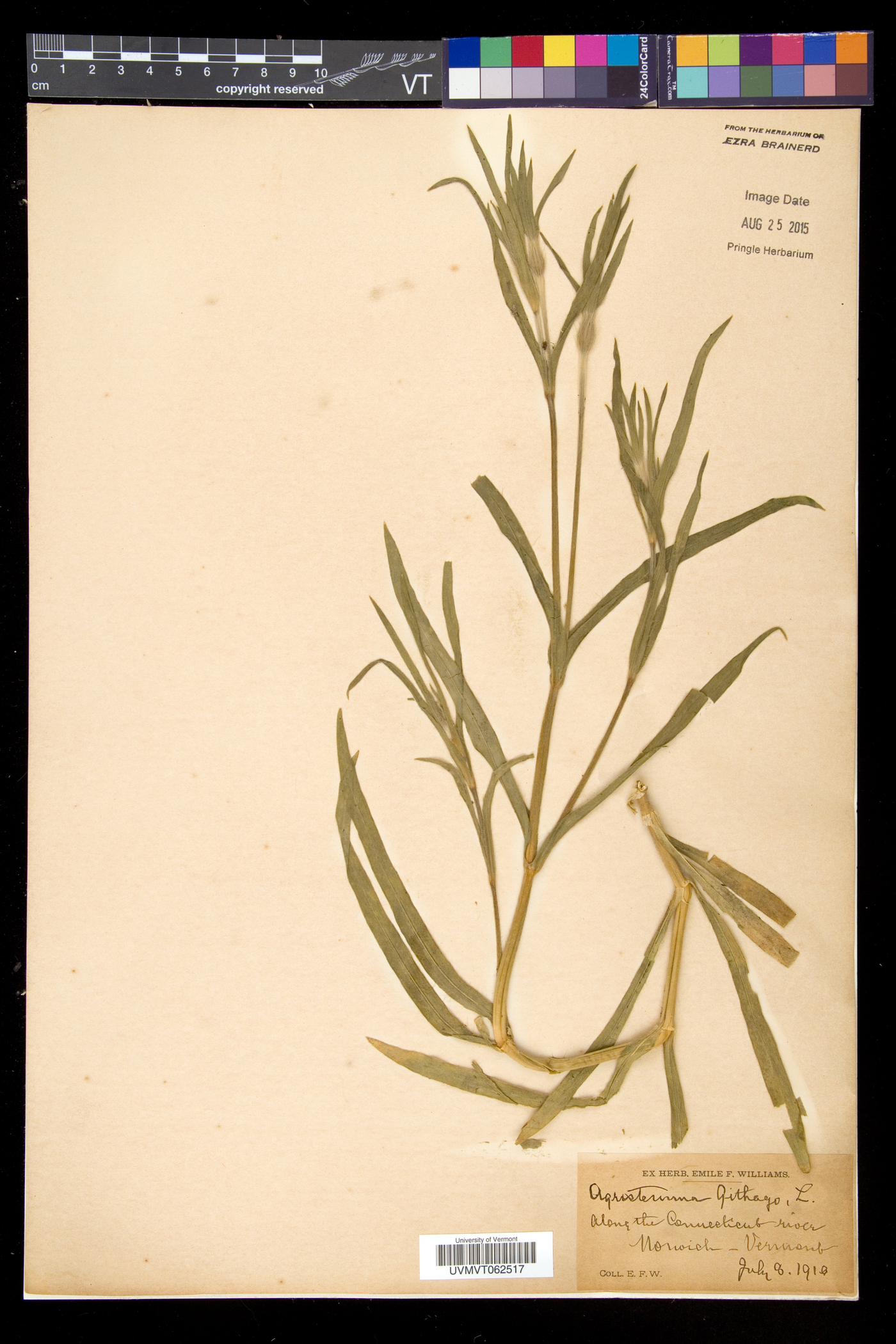 Agrostemma githago var. githago image