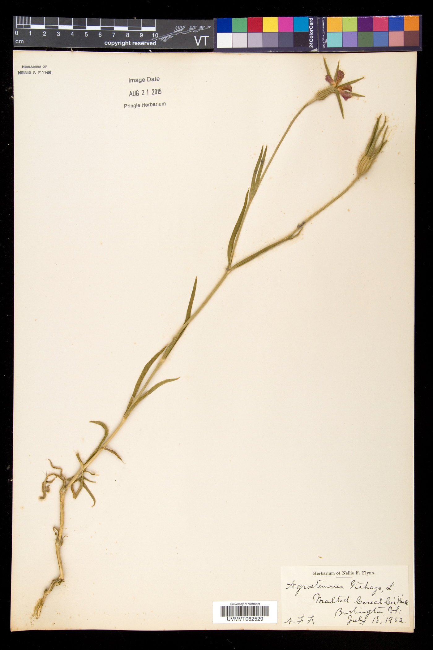 Agrostemma githago var. githago image