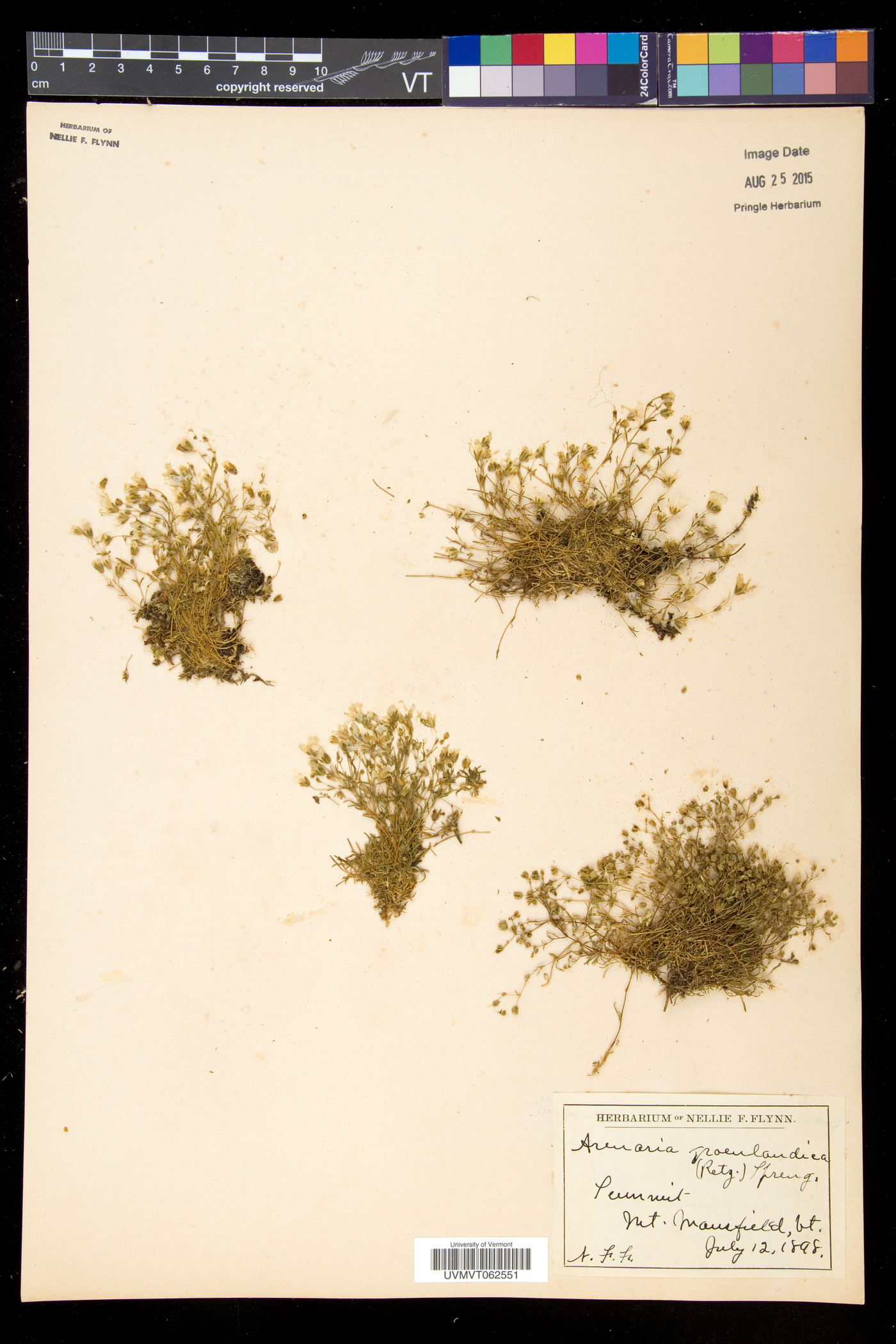 Mononeuria groenlandica image