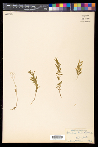 Moehringia lateriflora image