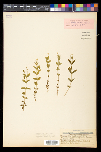 Moehringia lateriflora image