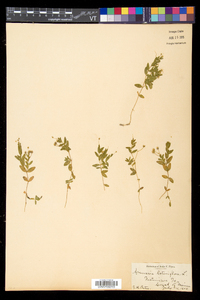 Moehringia lateriflora image