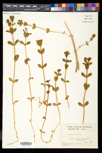 Honckenya peploides subsp. robusta image