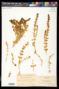 Honckenya peploides subsp. robusta image