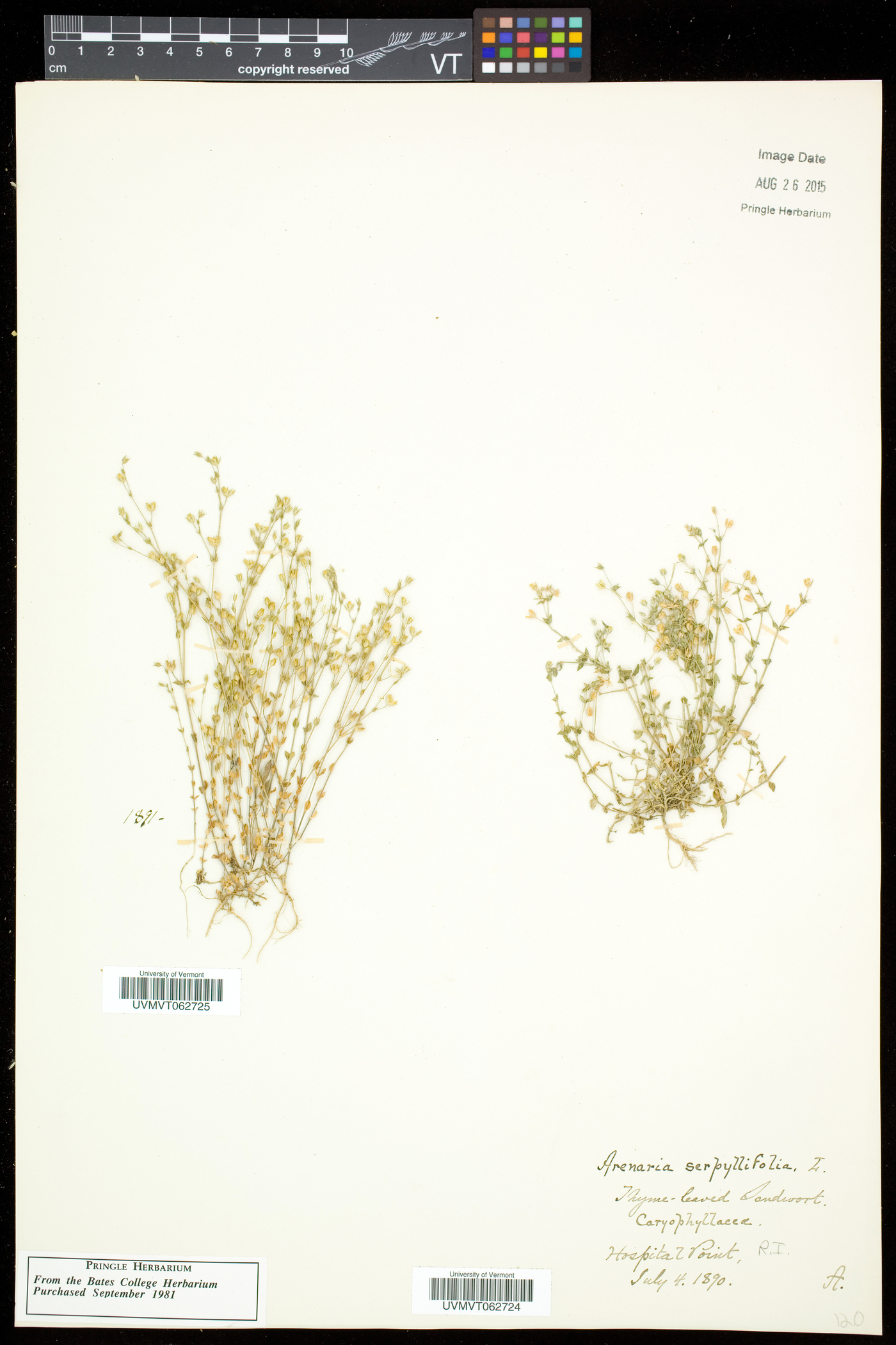 Arenaria serpyllifolia subsp. serpyllifolia image