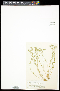 Arenaria serpyllifolia subsp. serpyllifolia image